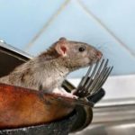 Дератизация - уничтожение мышей и крыс ЦАО